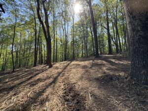 Dallas Georgia Forestry mulching